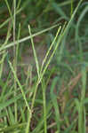 Broadleaf signalgrass